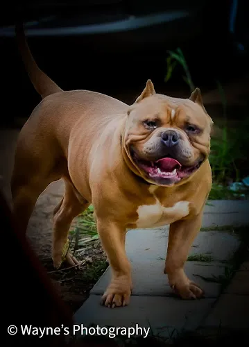 Wayne’s Photography - photographers